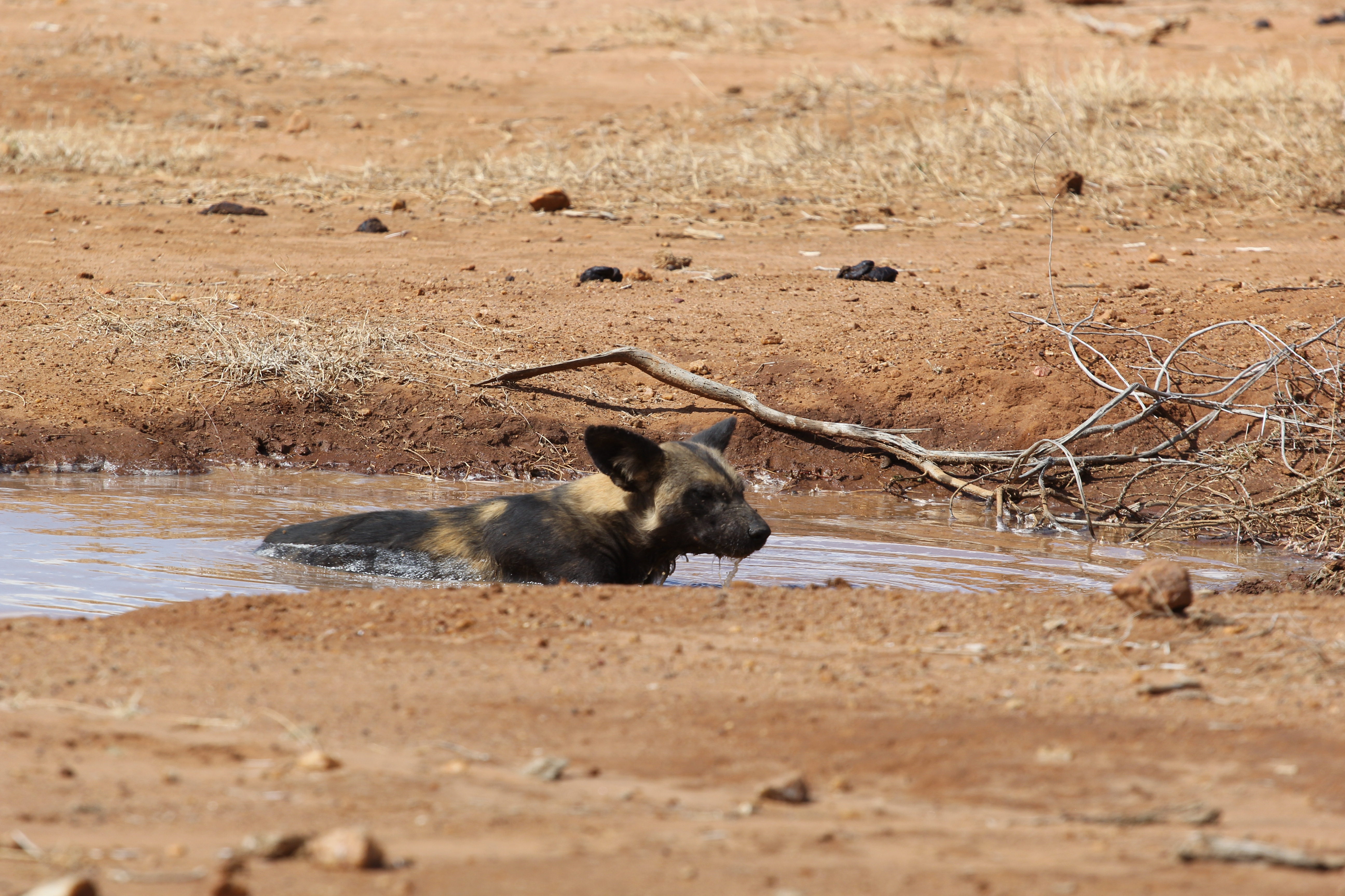 African Wild Dogs Image 11