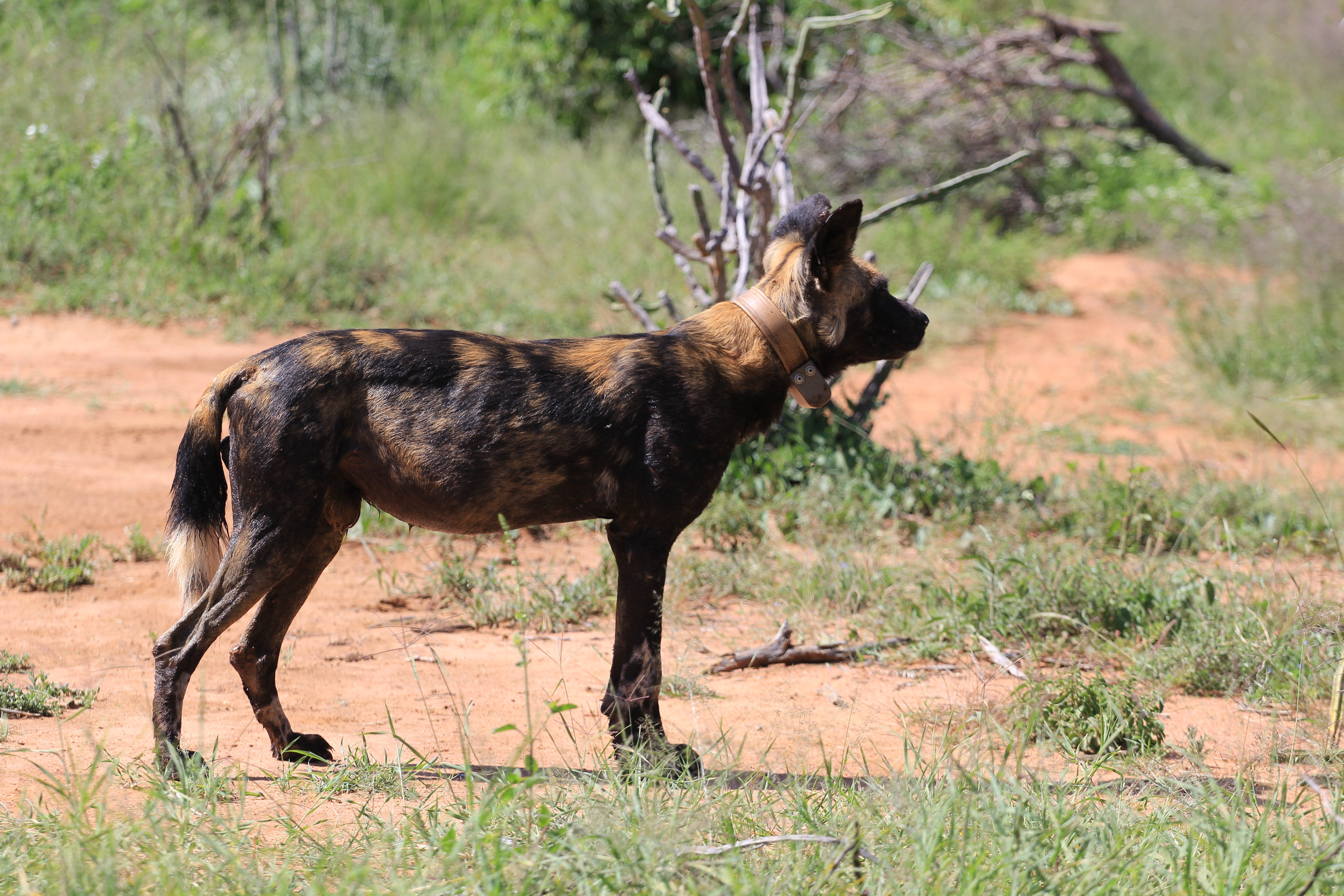 African Wild Dogs Image 18