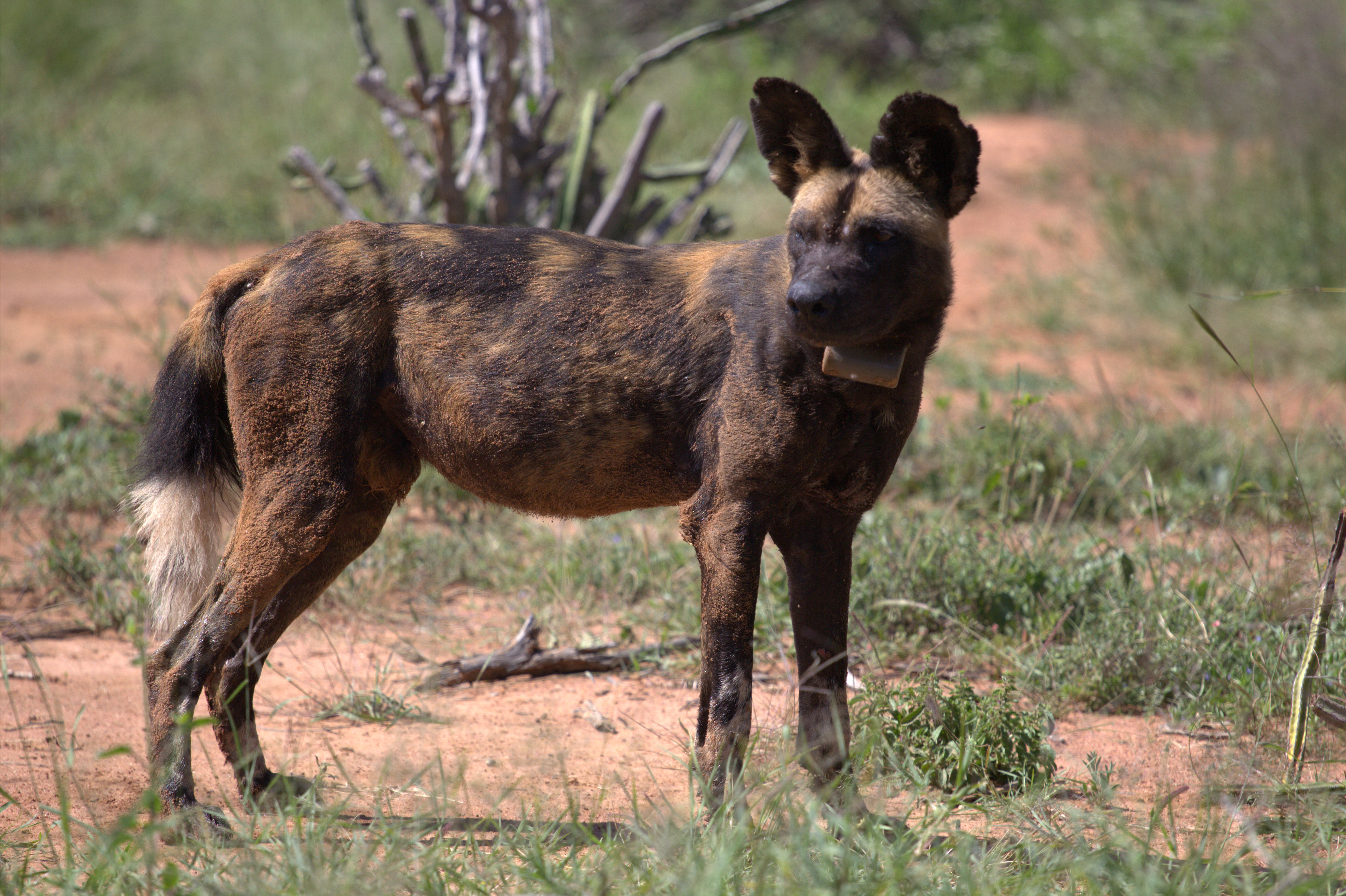 African Wild Dogs Image 19