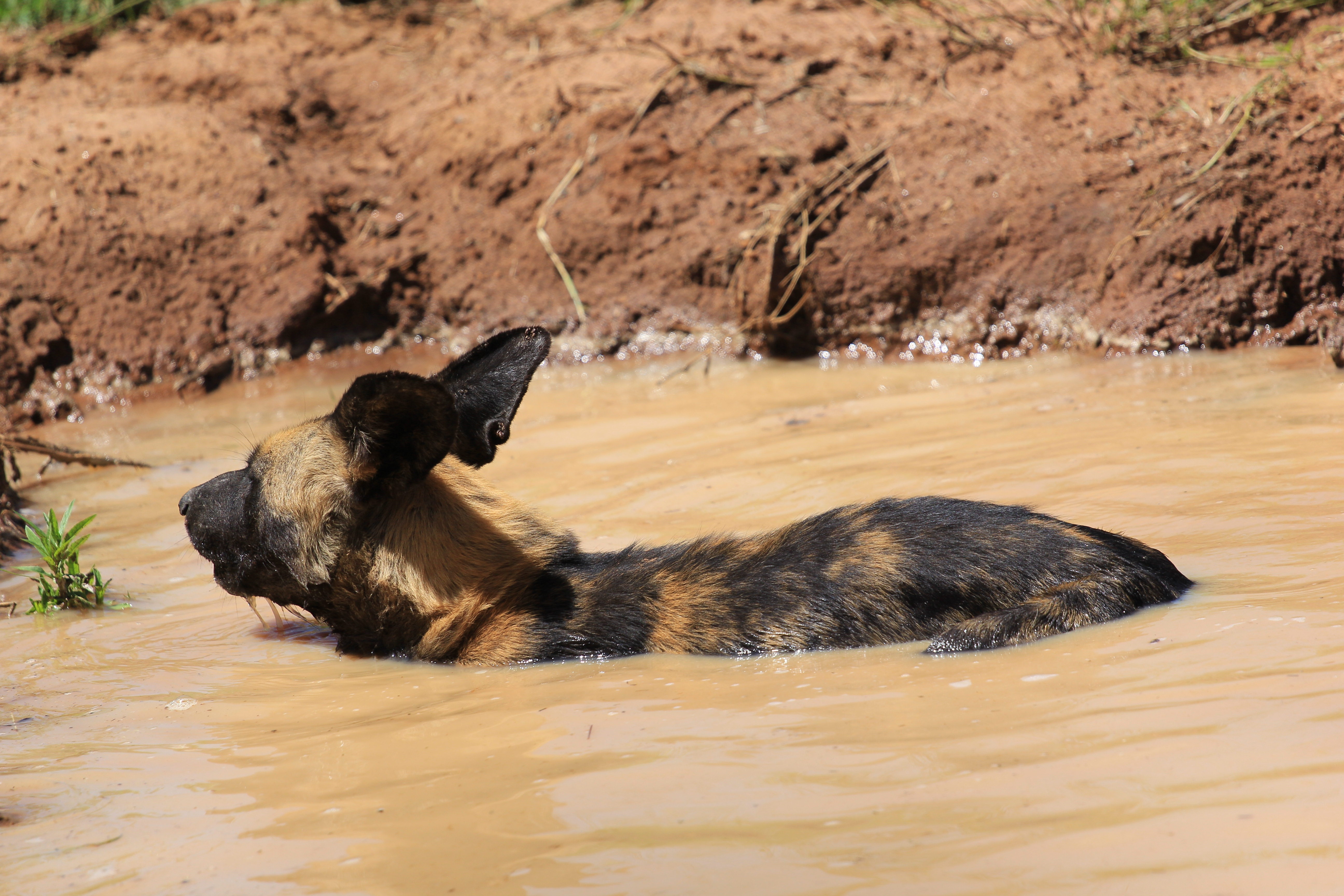African Wild Dogs Image 20