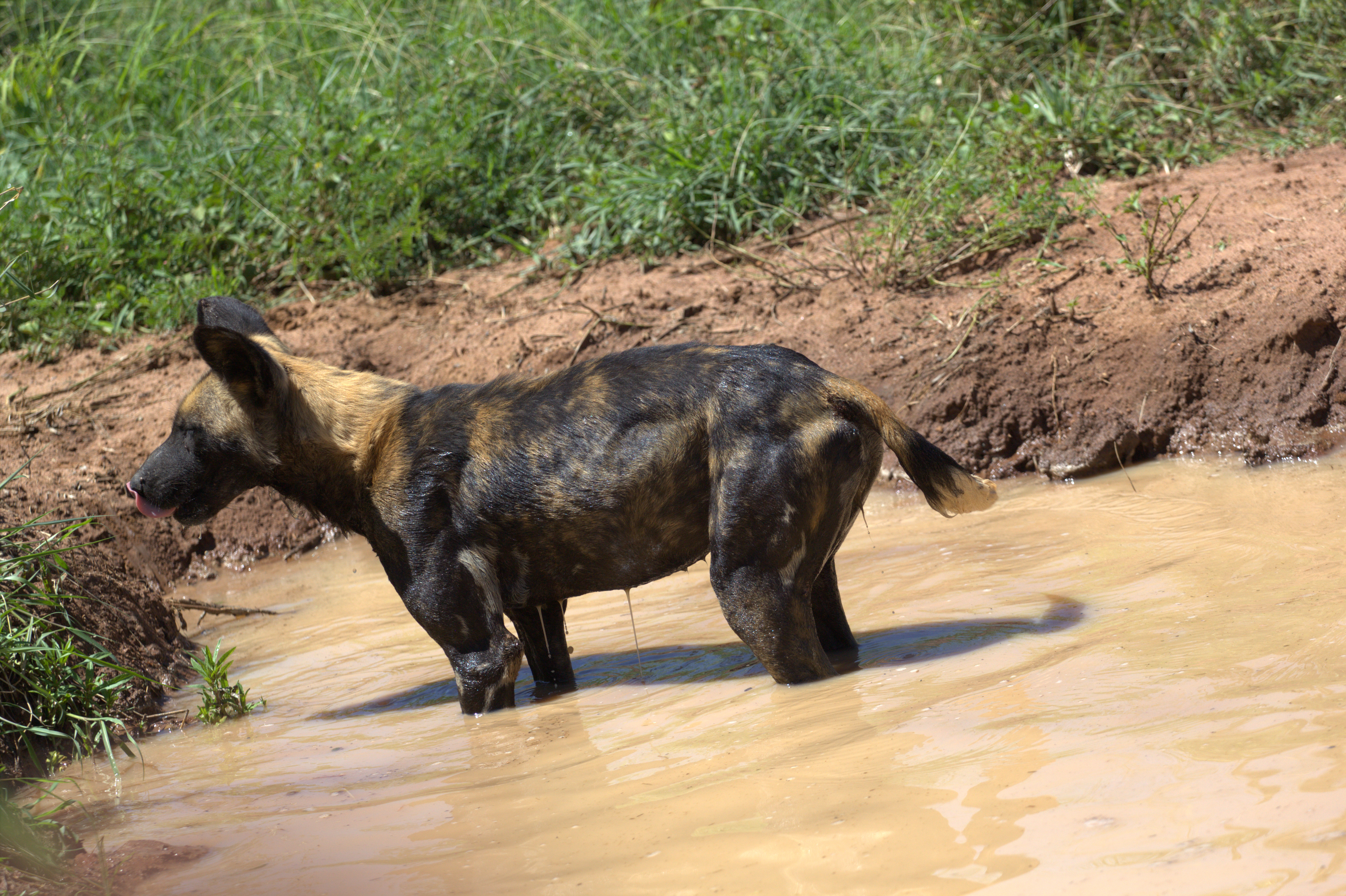 African Wild Dogs Image 21