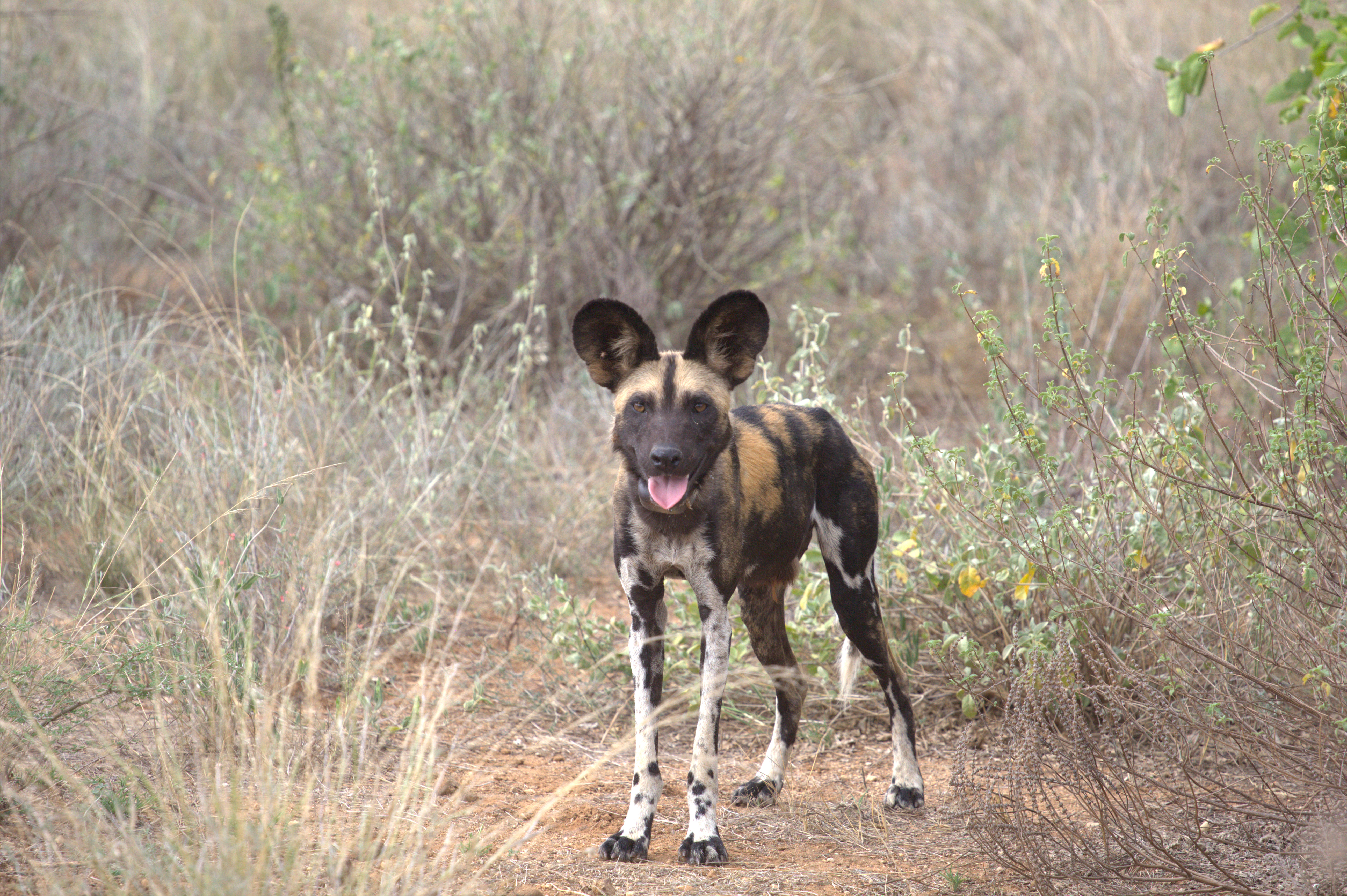 African Wild Dogs Image 23