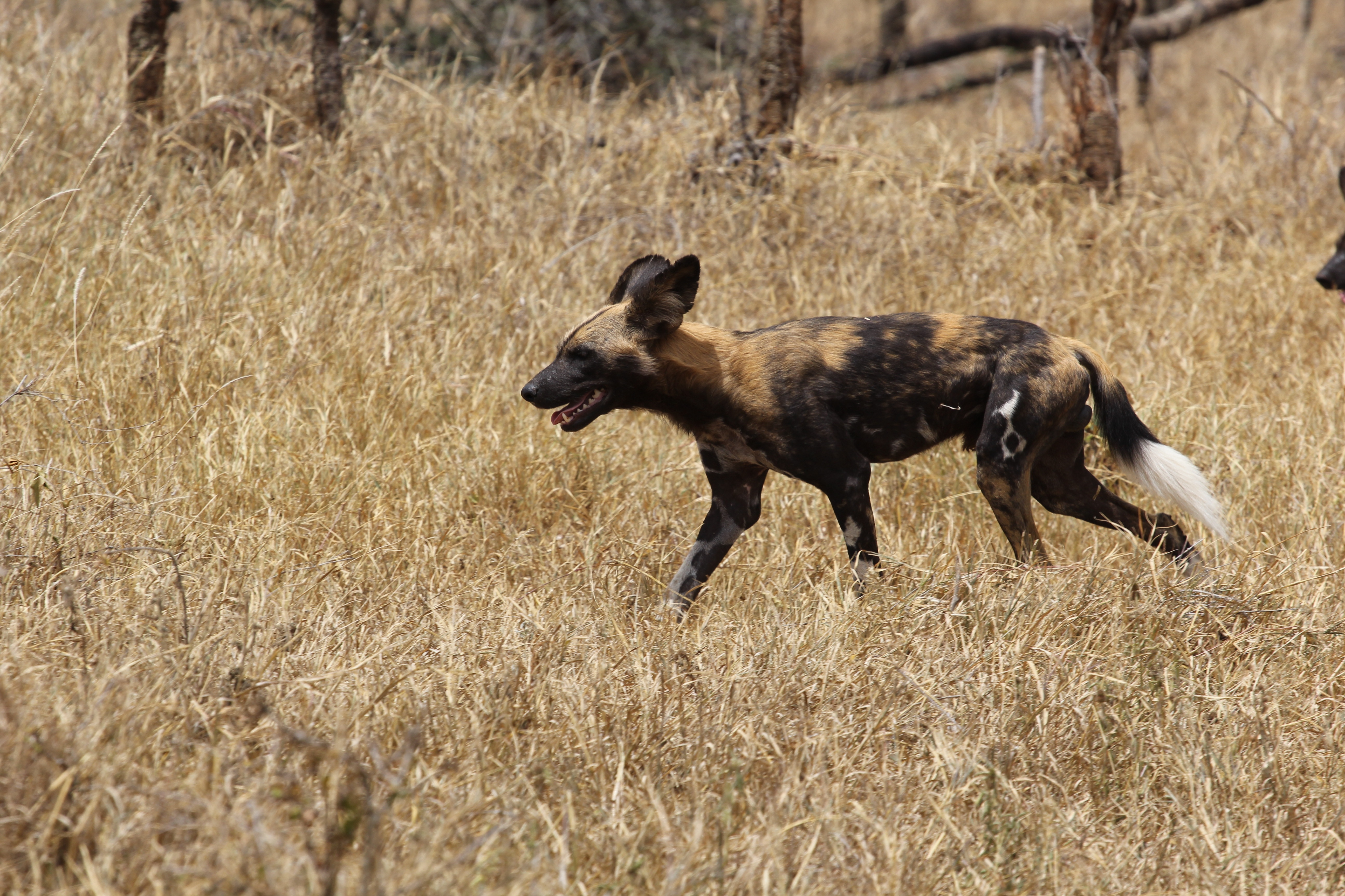 African Wild Dogs Image 3