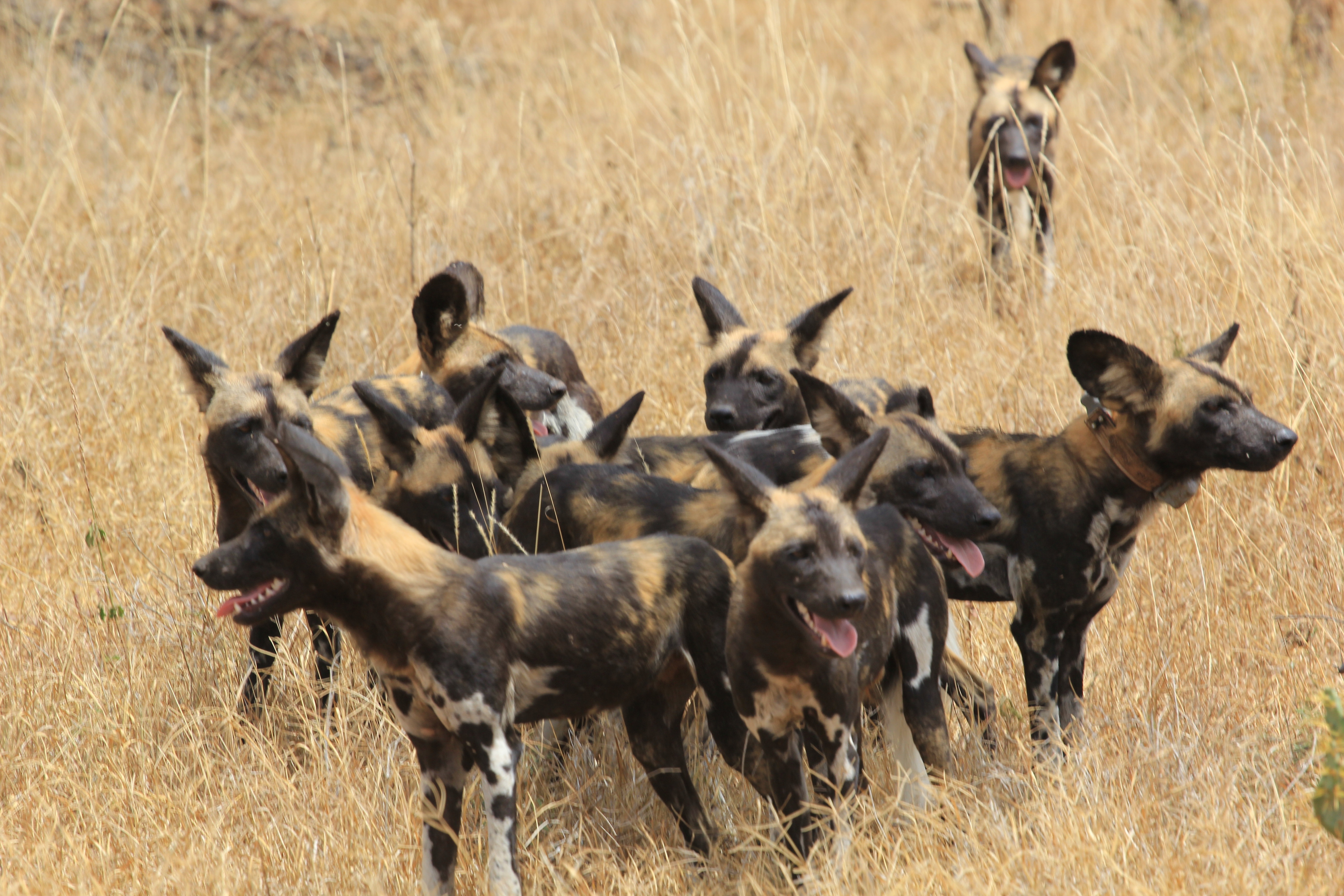 African Wild Dogs Image 4