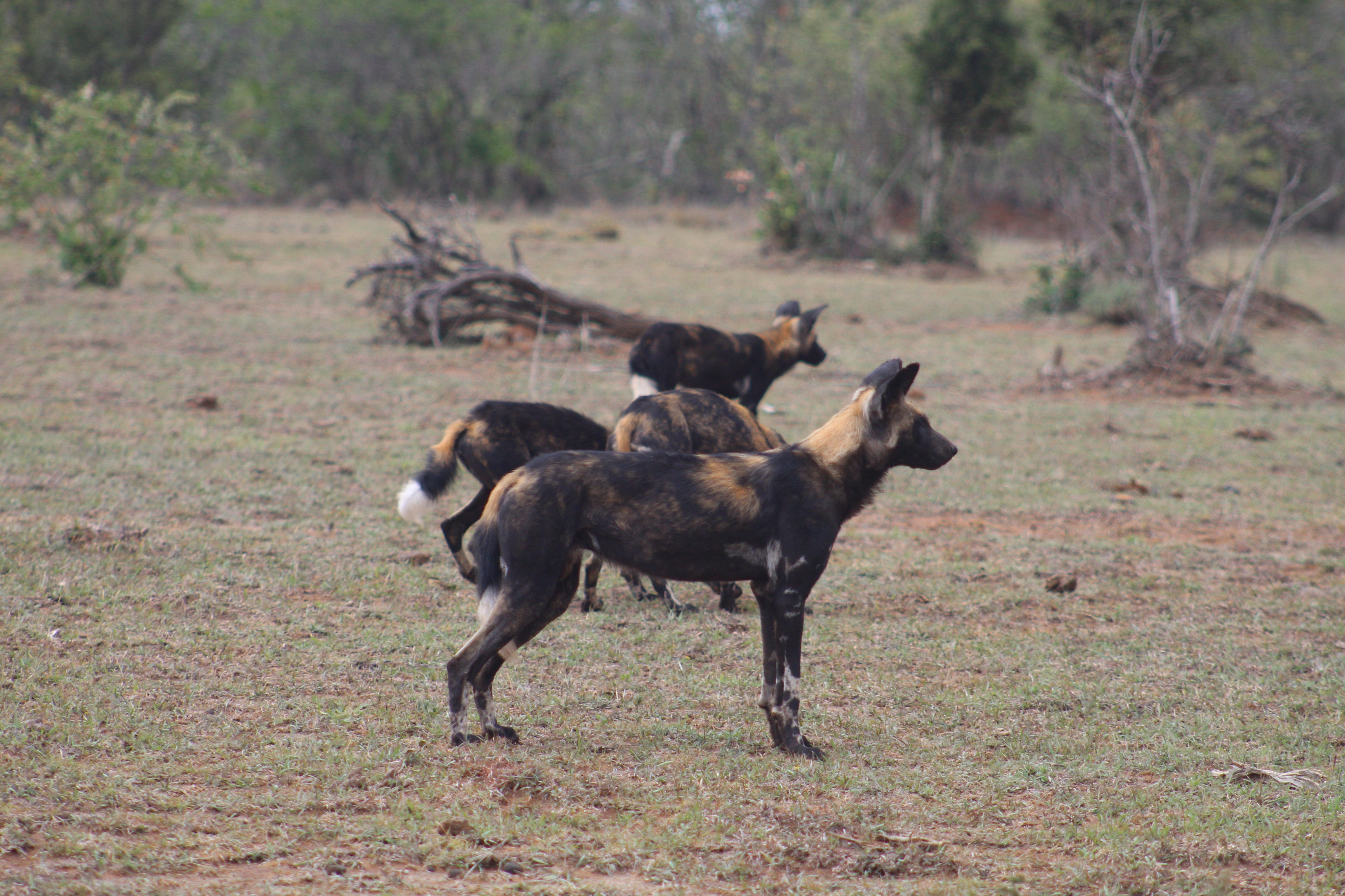 African Wild Dogs Image 6