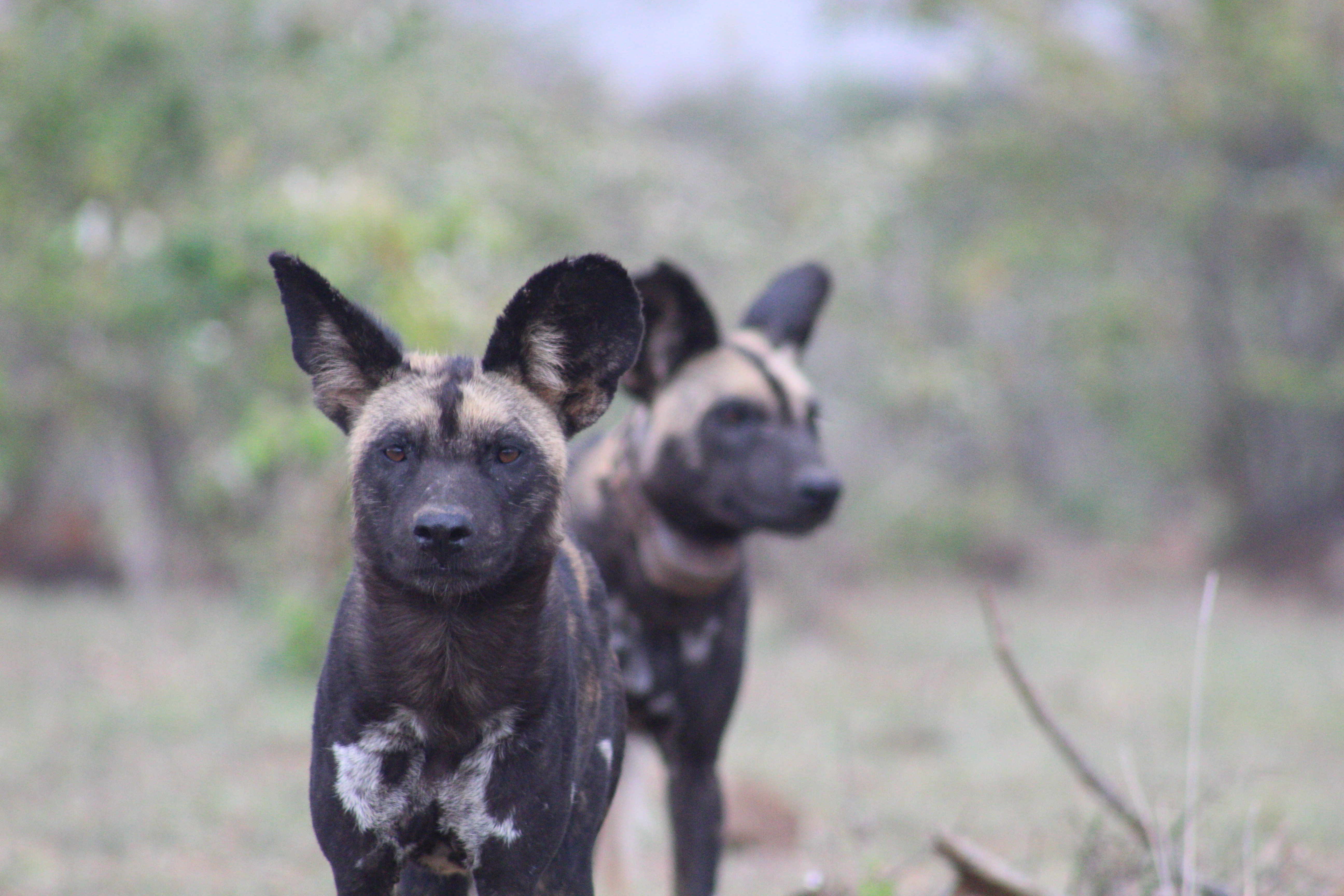 African Wild Dogs Image 7