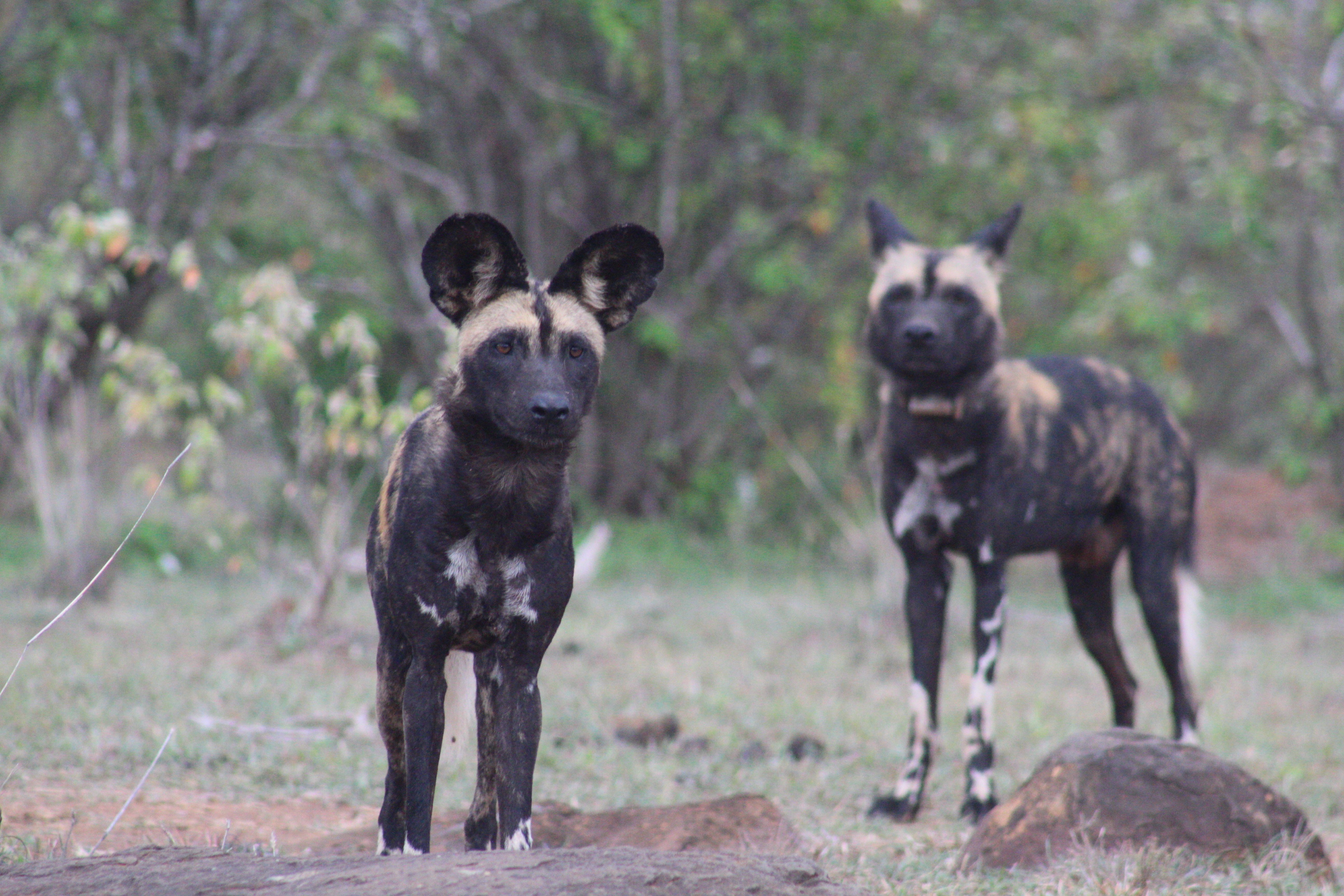 African Wild Dogs Image 8