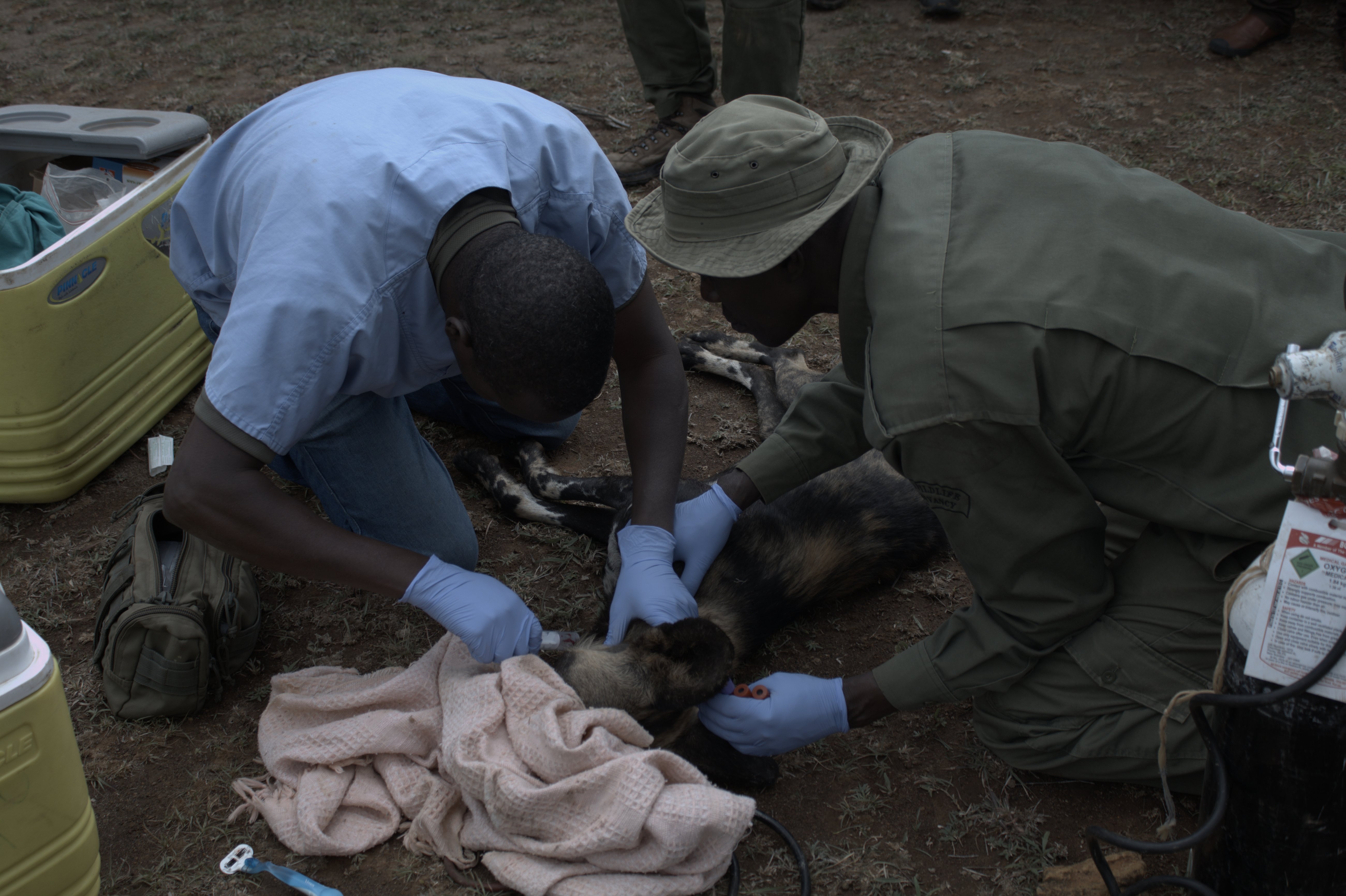 Collaring of African Wild Dogs Image 10