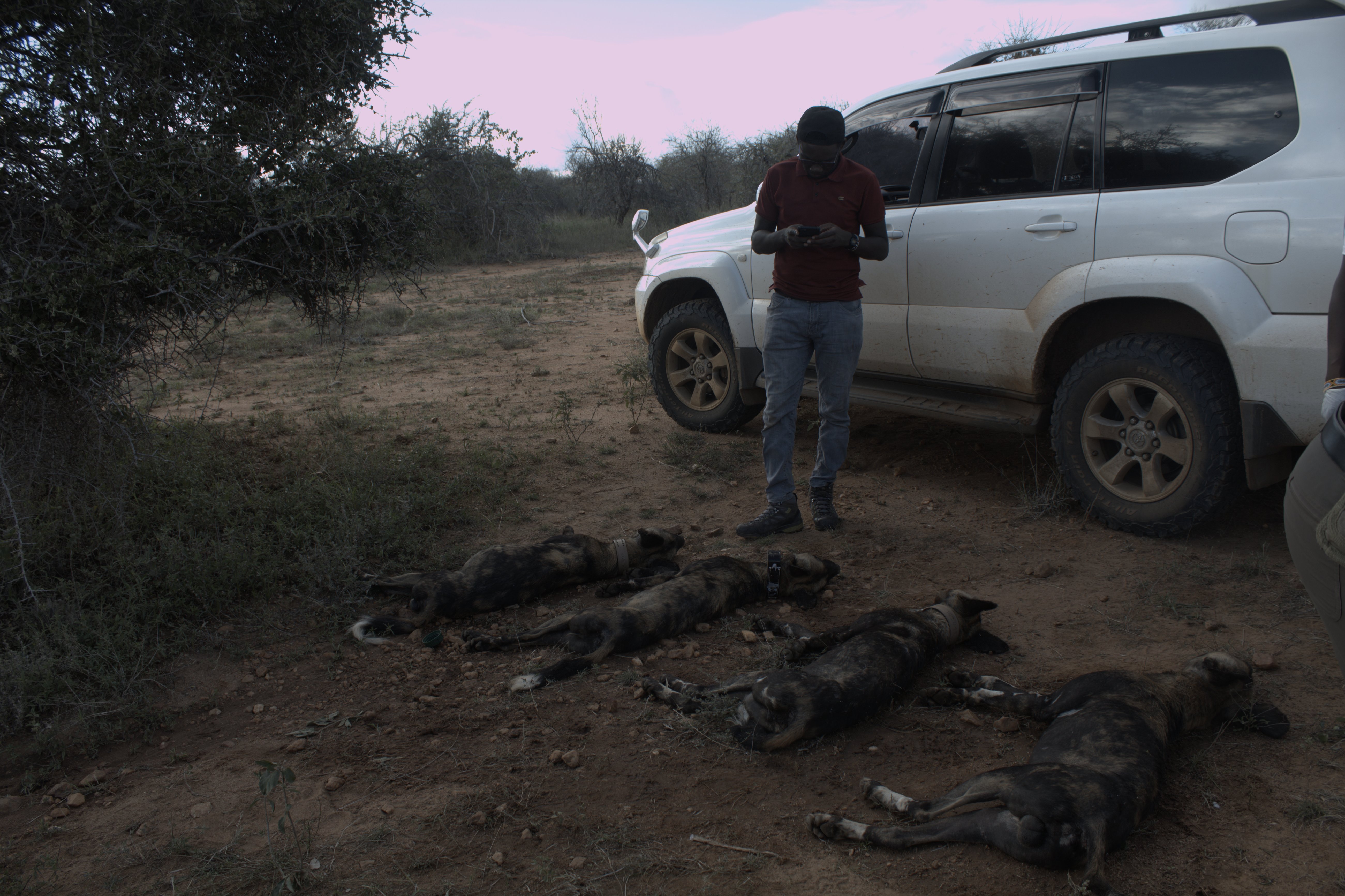 Collaring of African Wild Dogs Image 3