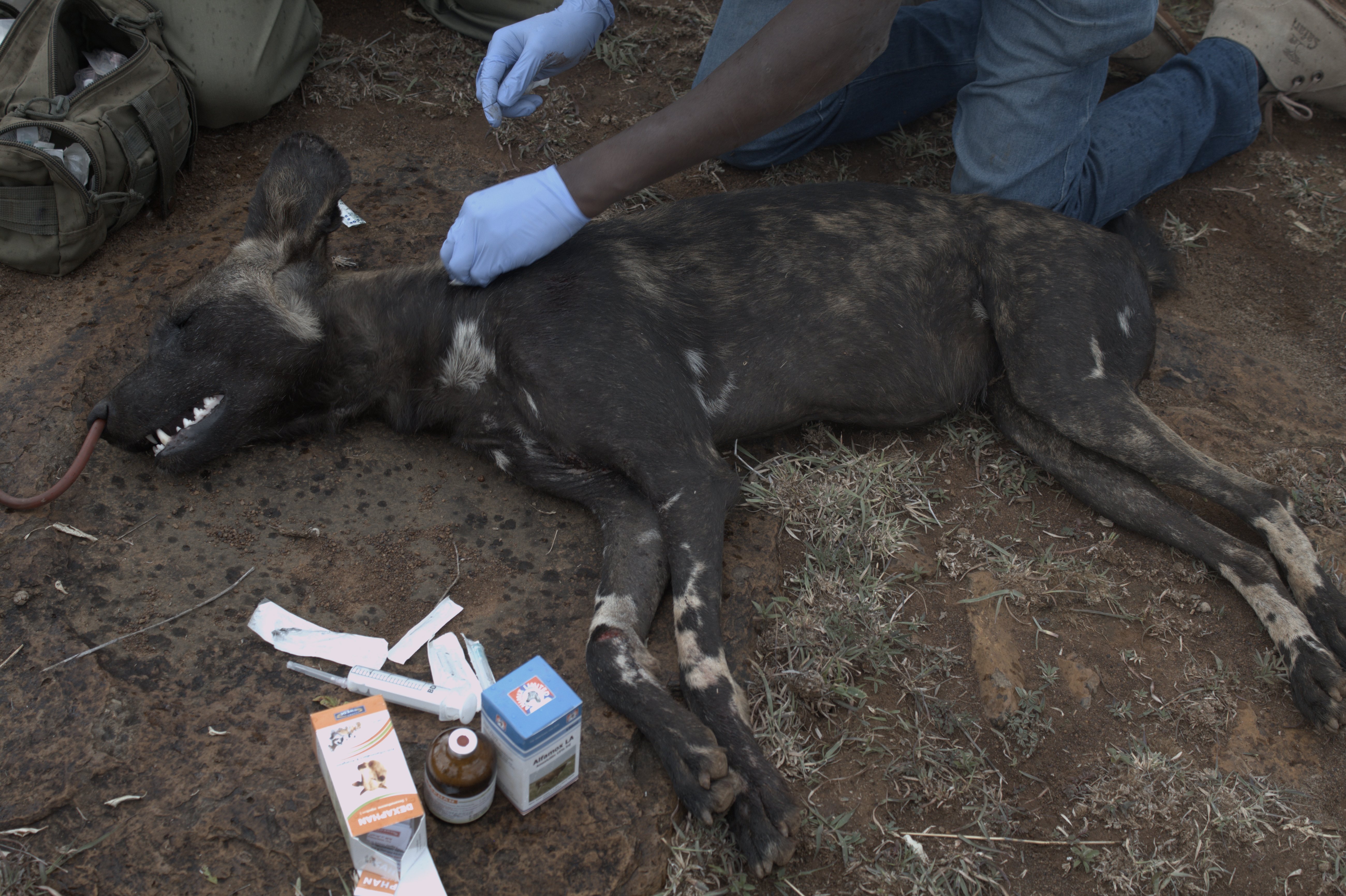 Collaring of African Wild Dogs Image 4