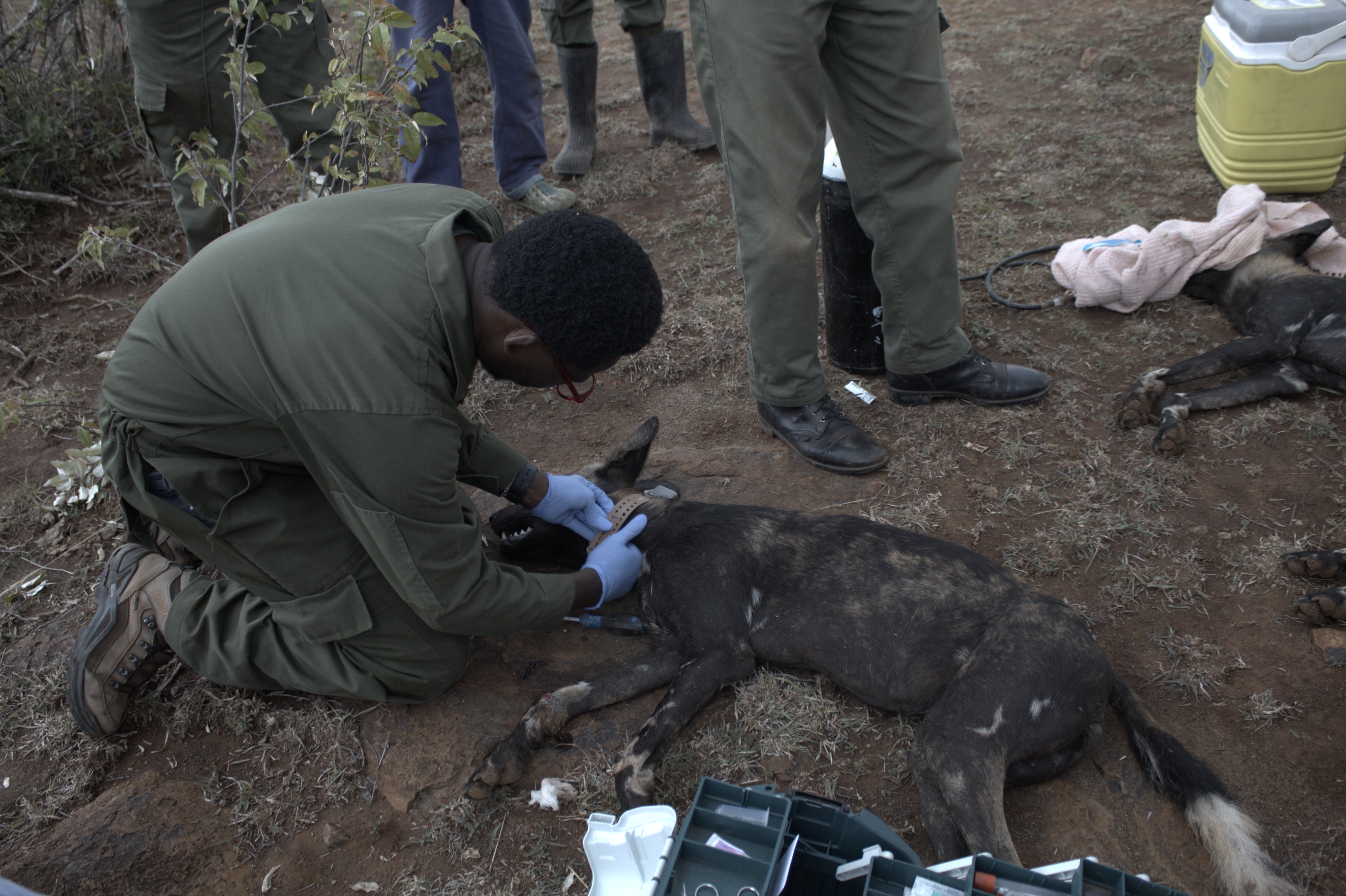 Collaring of African Wild Dogs Image 5