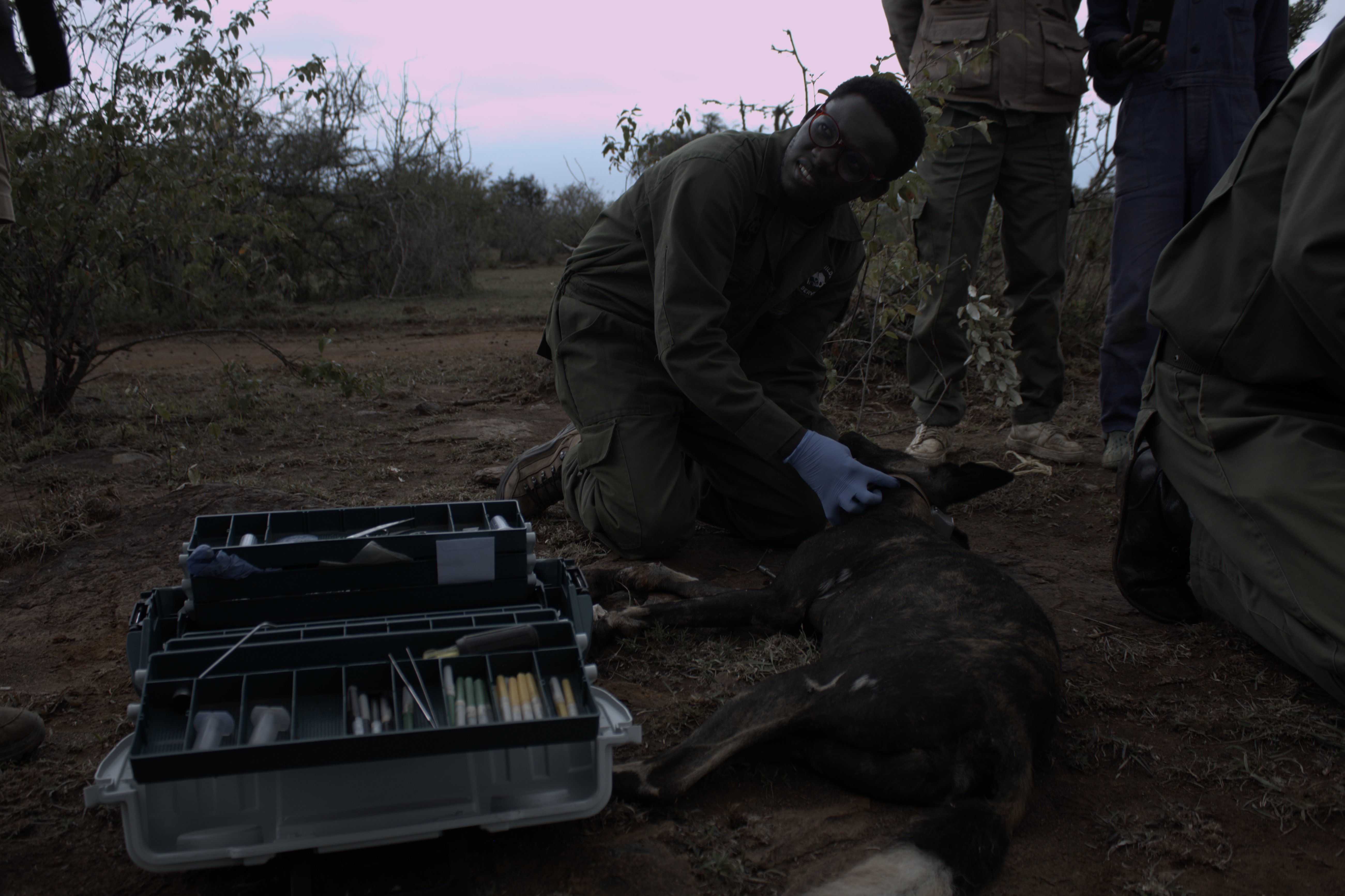 Collaring of African Wild Dogs Image 6