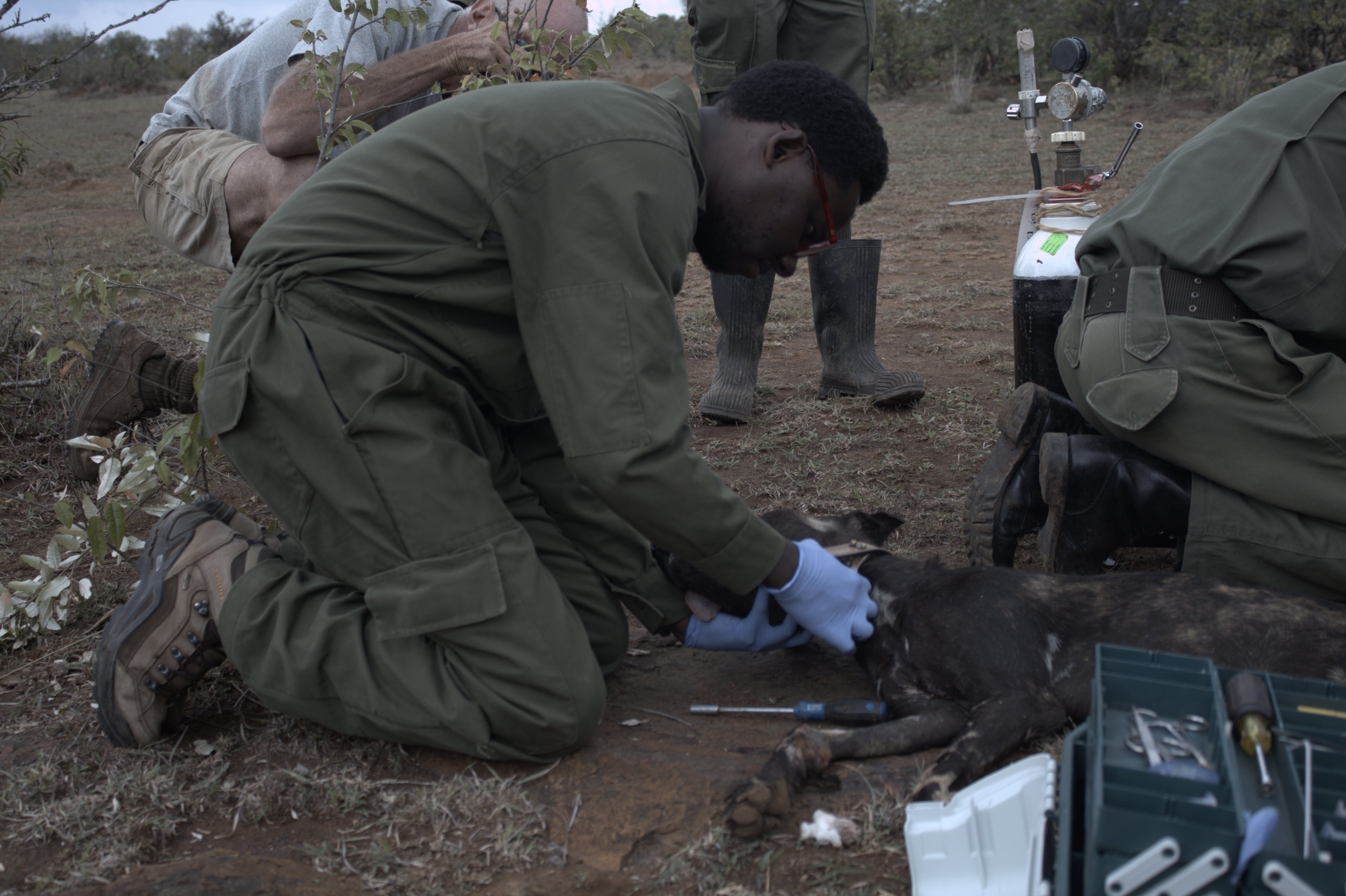 Collaring of African Wild Dogs Image 8