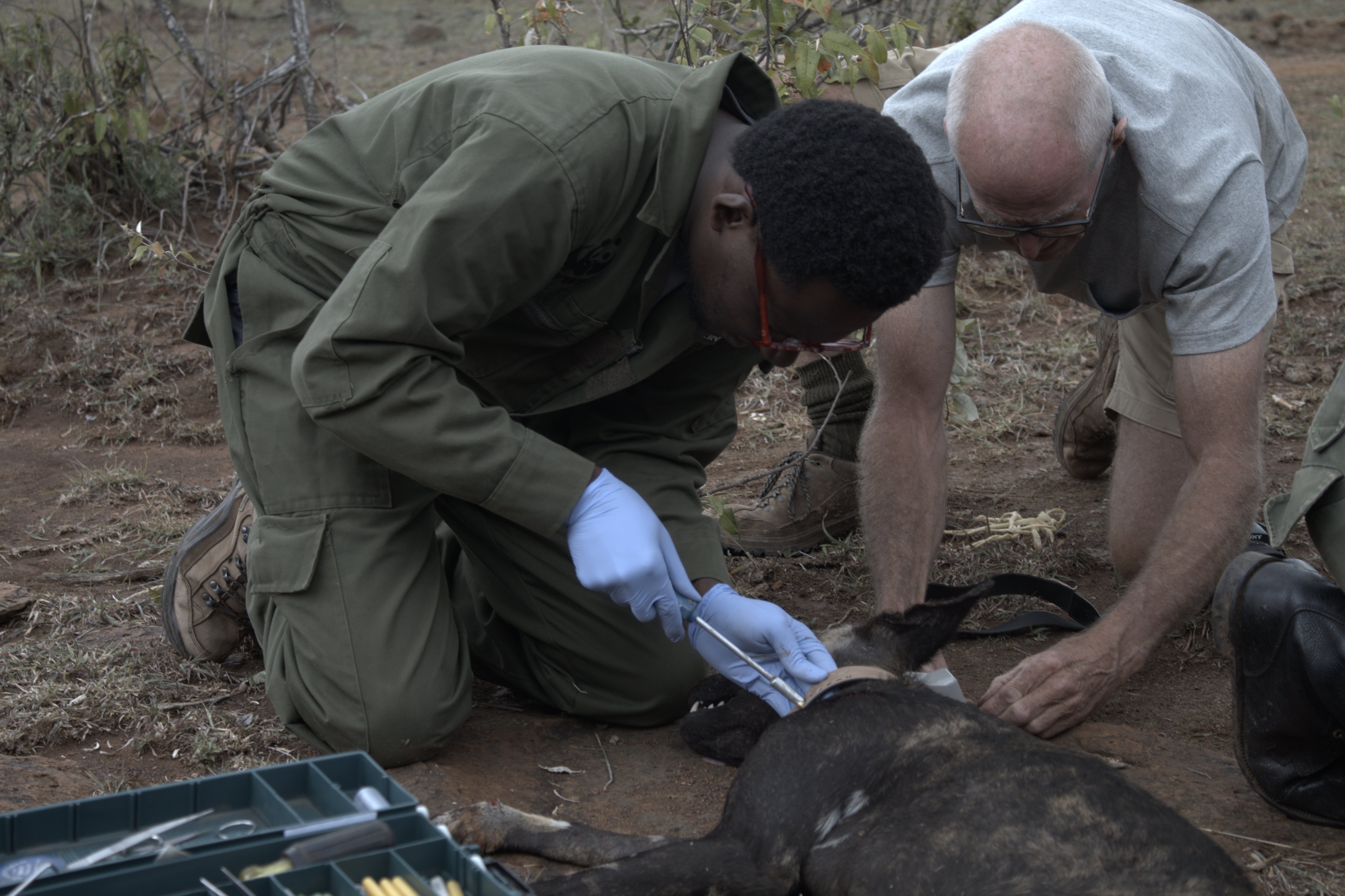 Collaring of African Wild Dogs Image 9