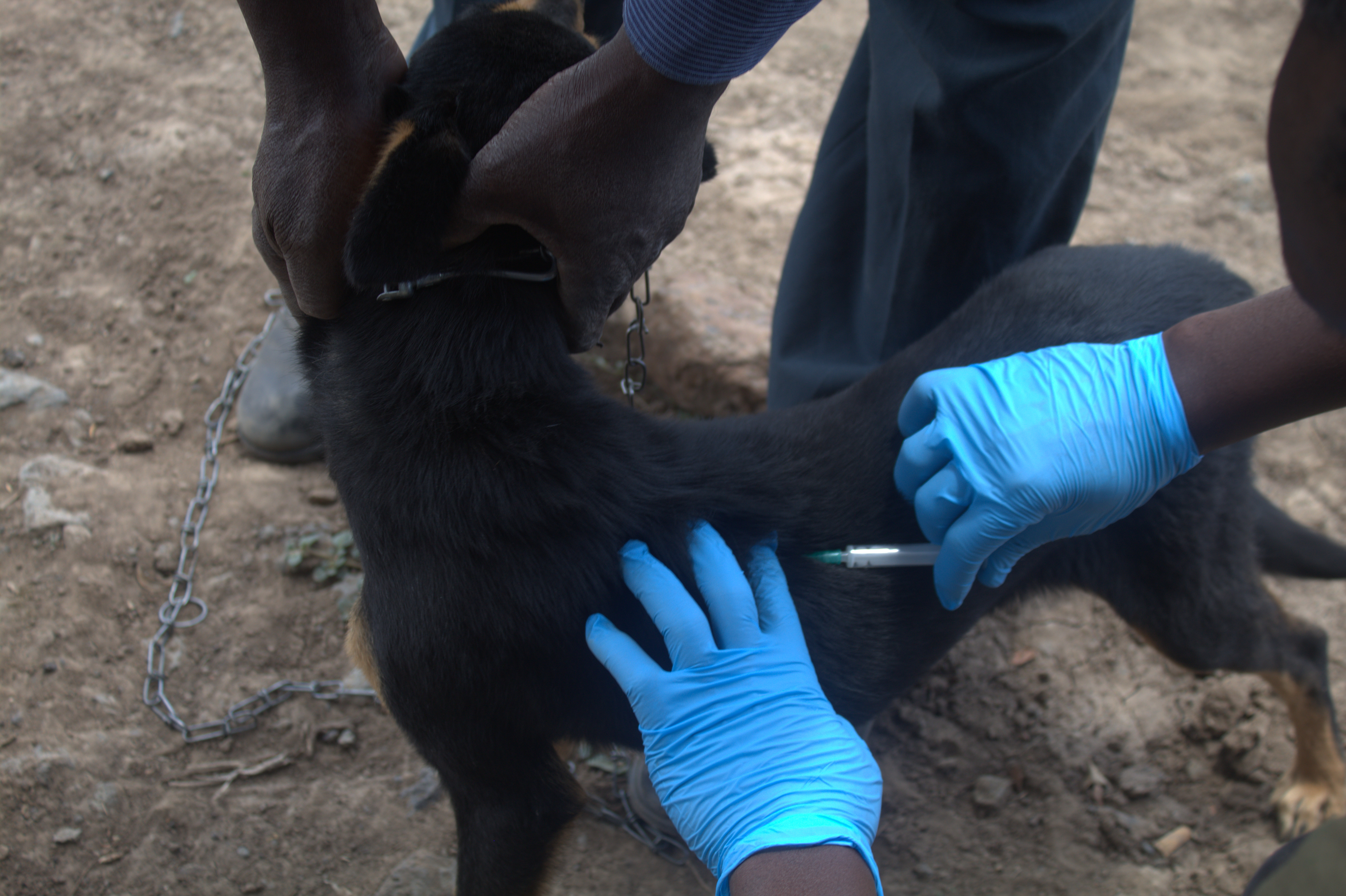 Laikipia Rabies Vaccination Campaign Image 6