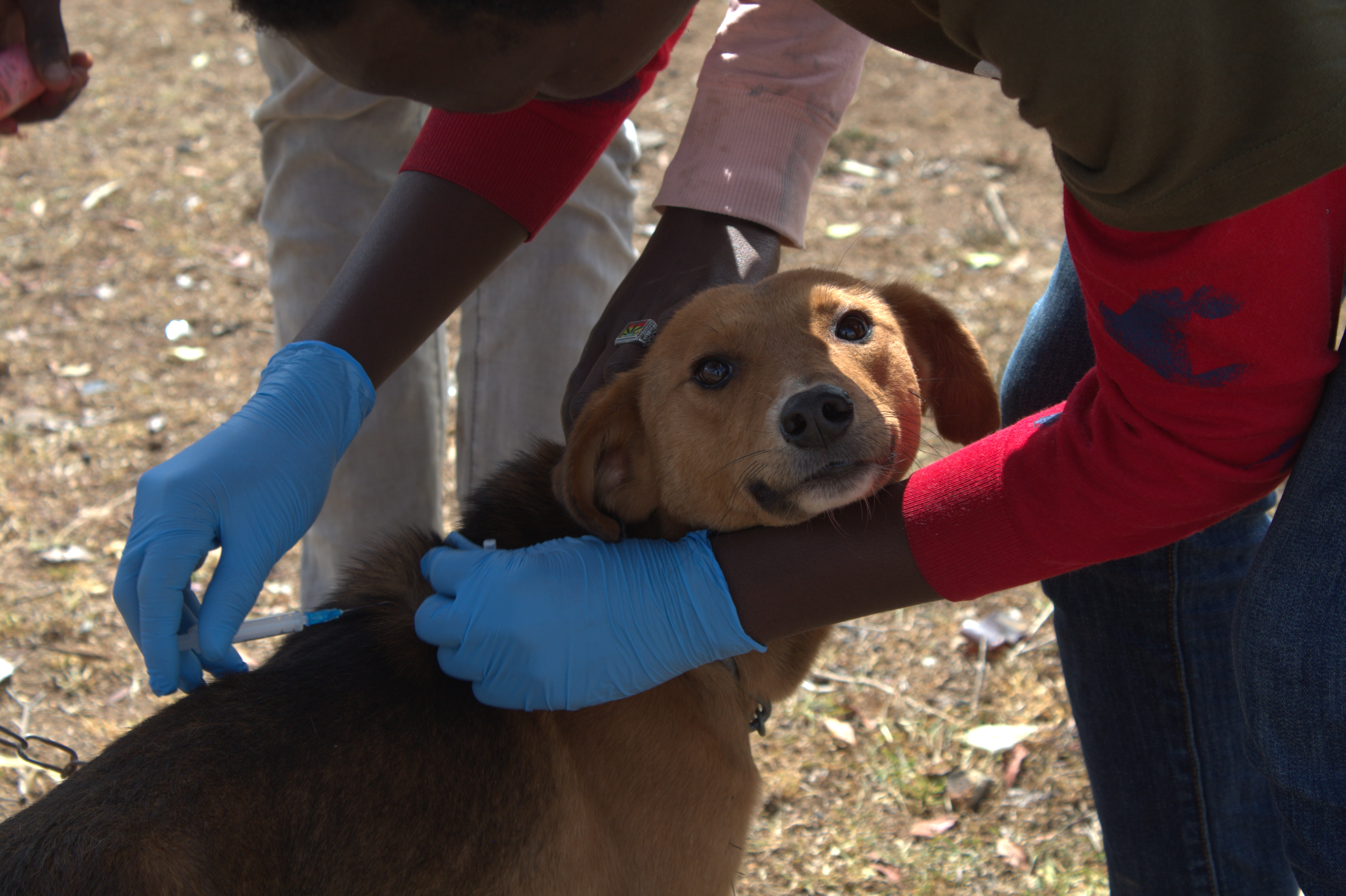 Laikipia Rabies Vaccination Campaign Image 8