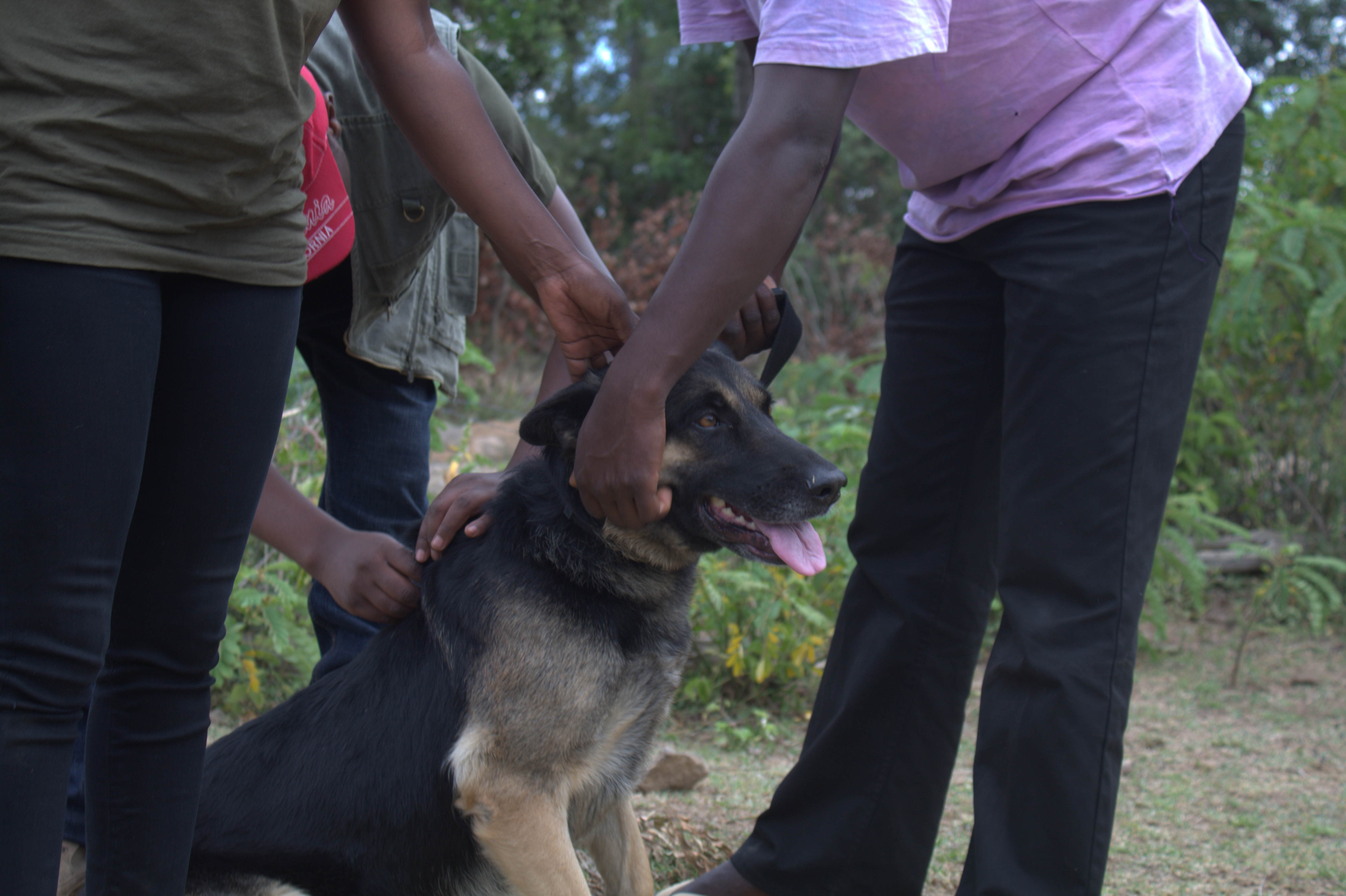 Laikipia Rabies Vaccination Campaign Image 9