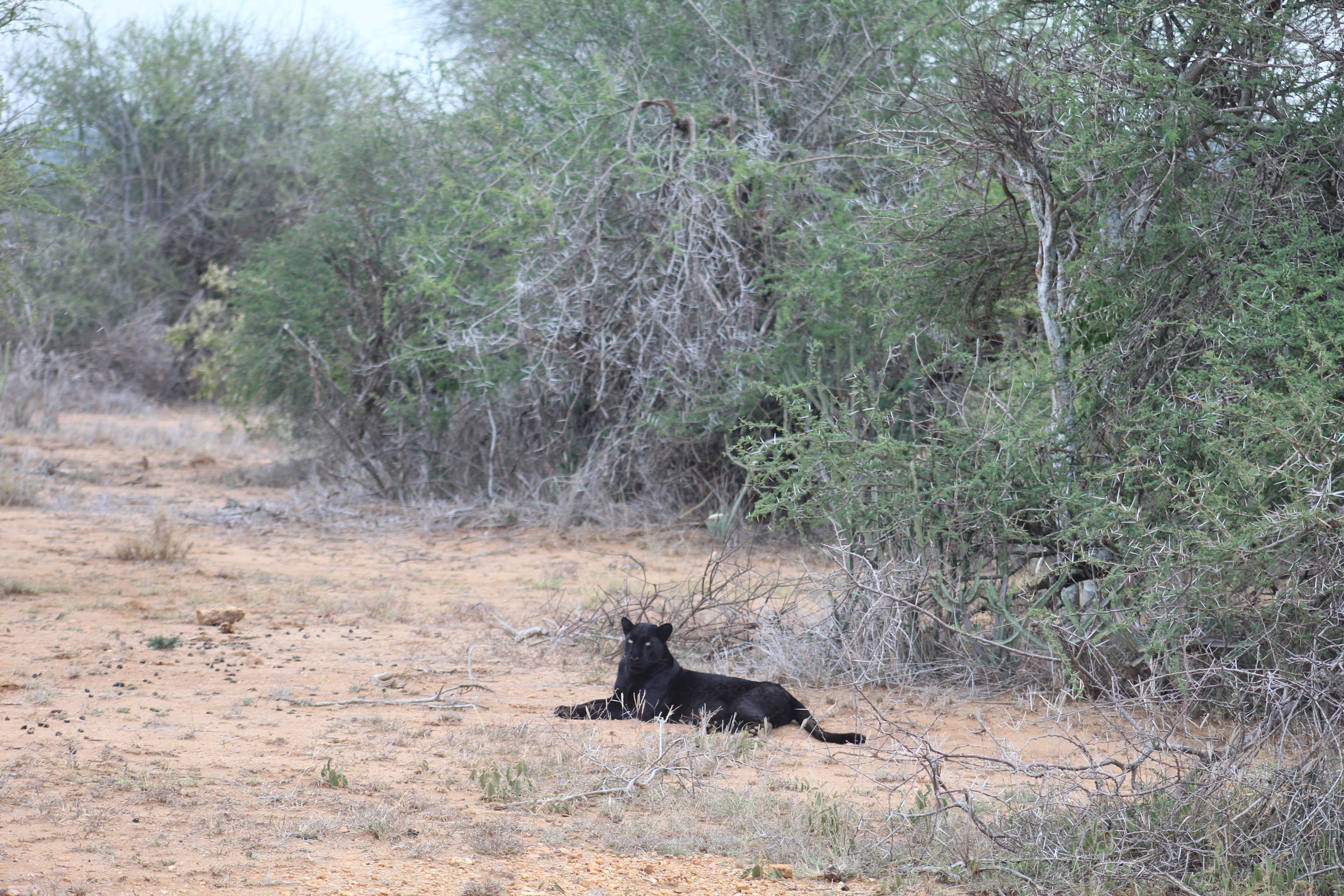 Wildlife Photography Image 12