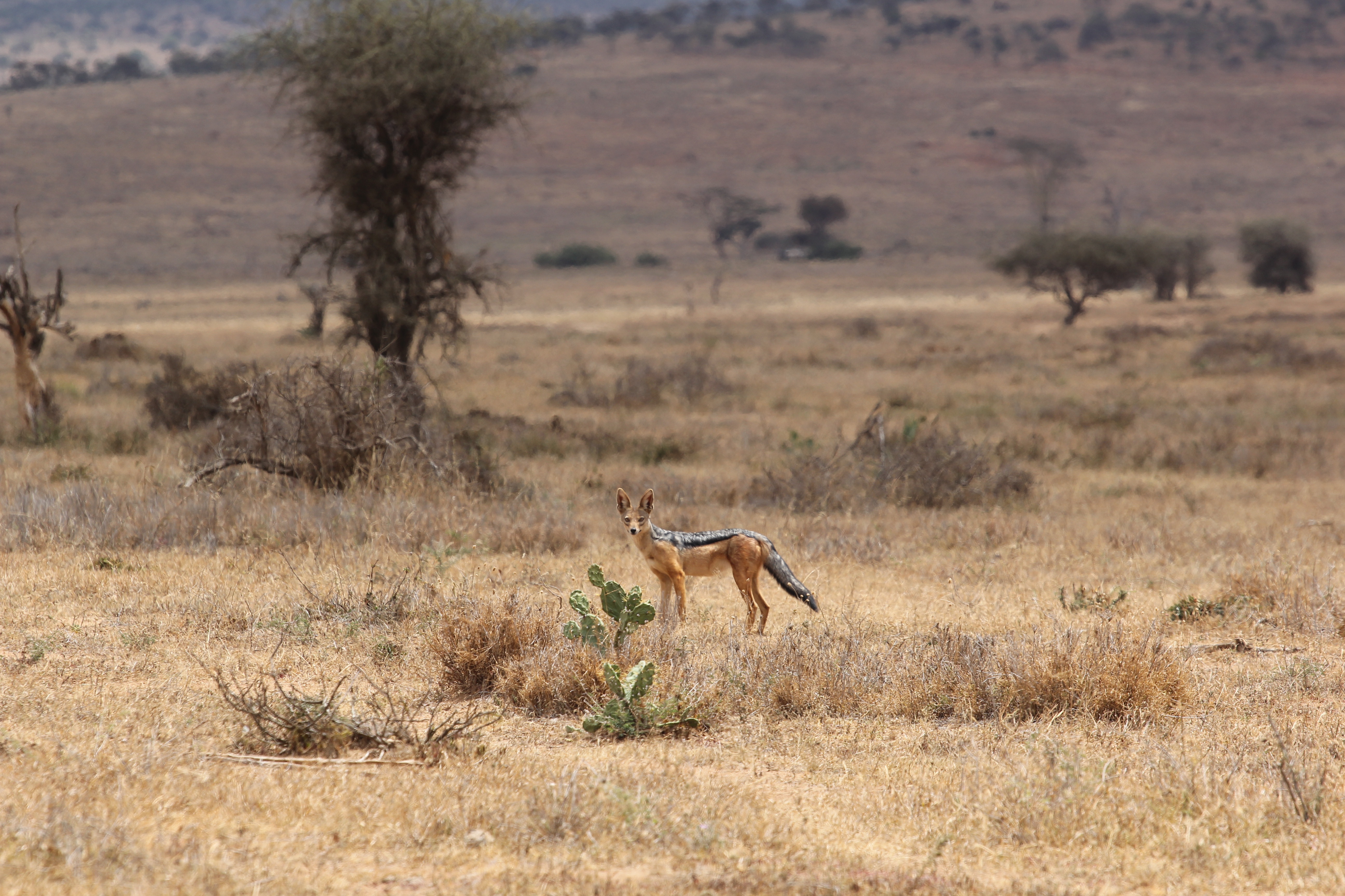 Wildlife Photography Image 4