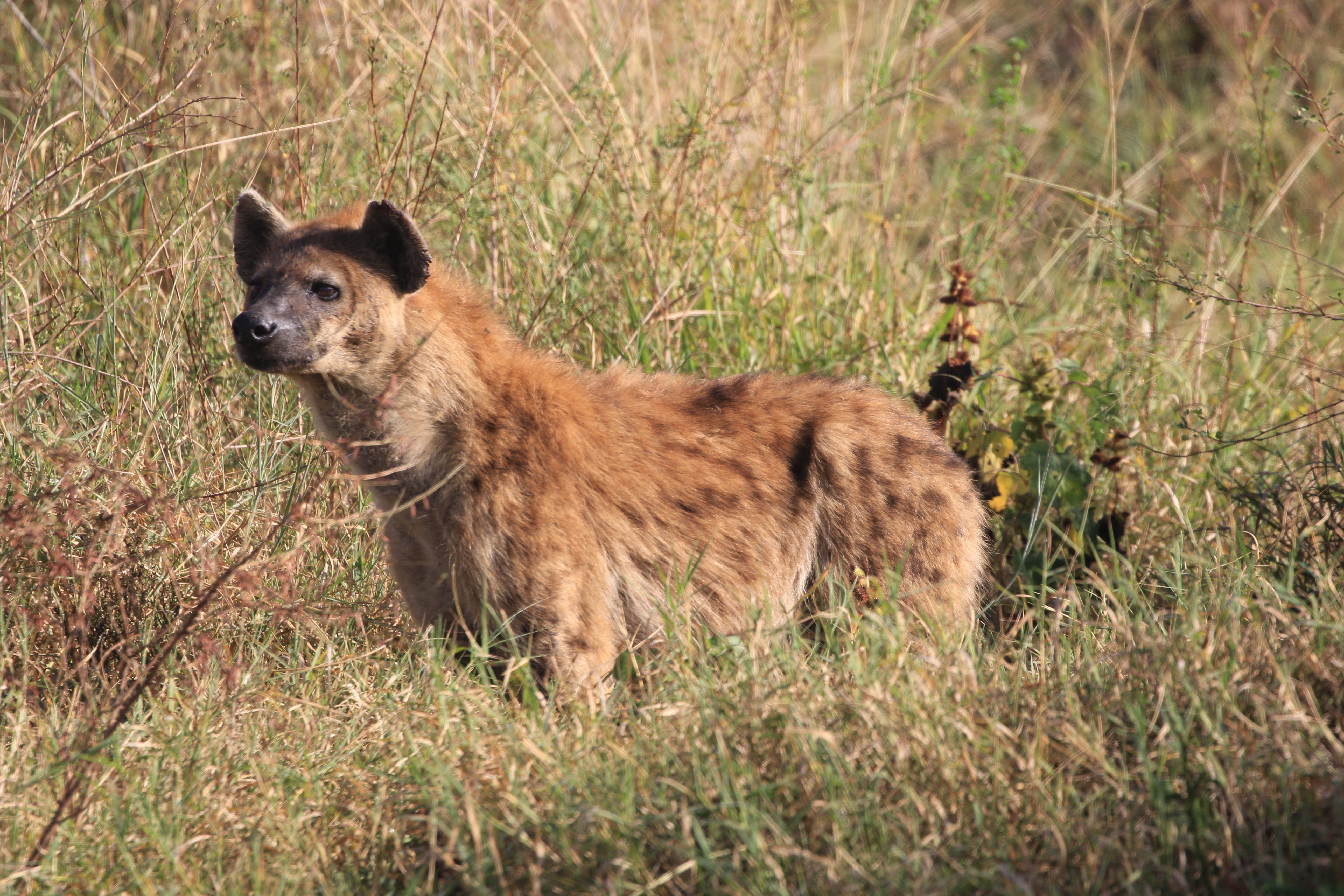 Wildlife Photography Image 7