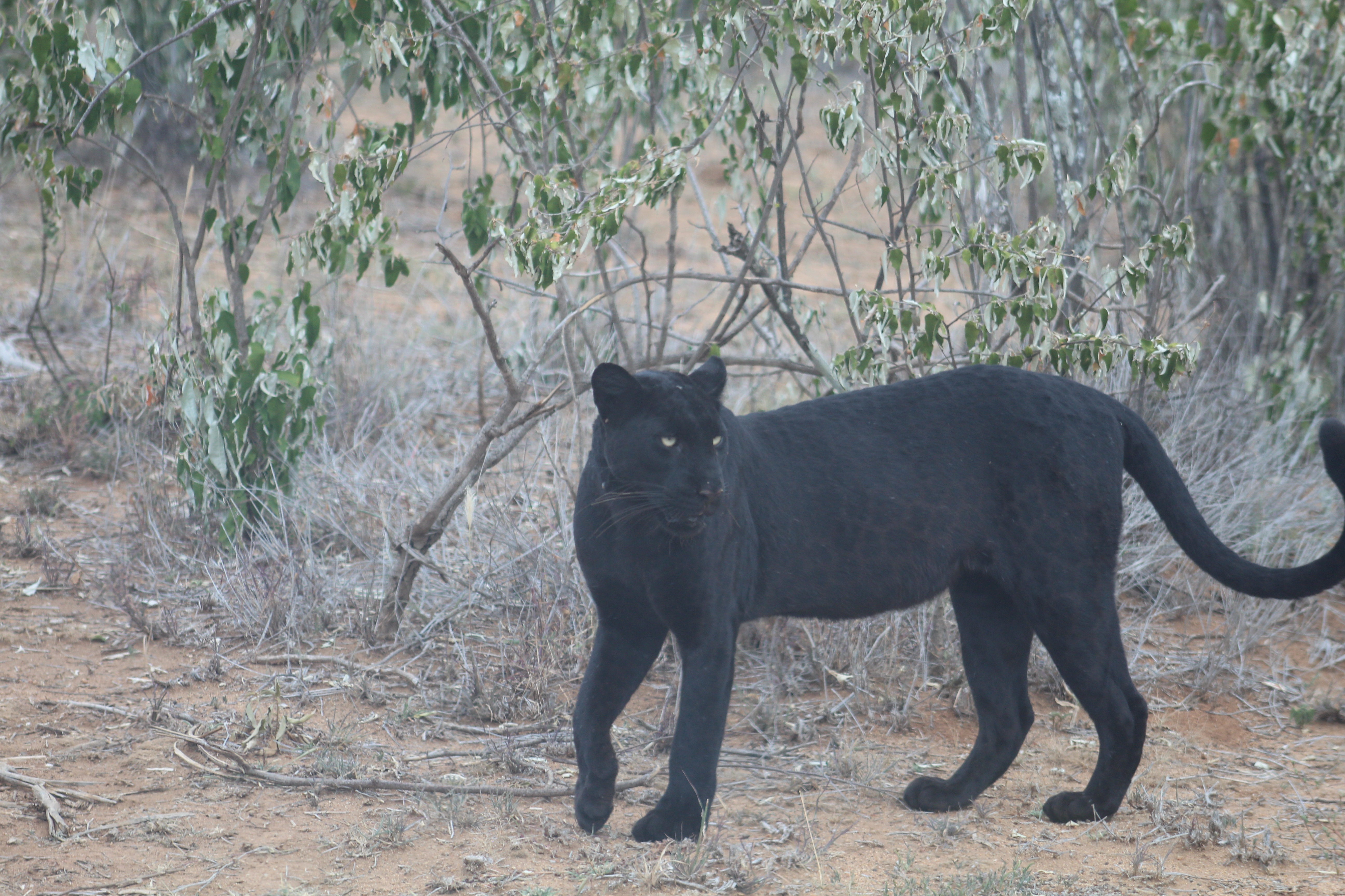 Wildlife Photography Image 8