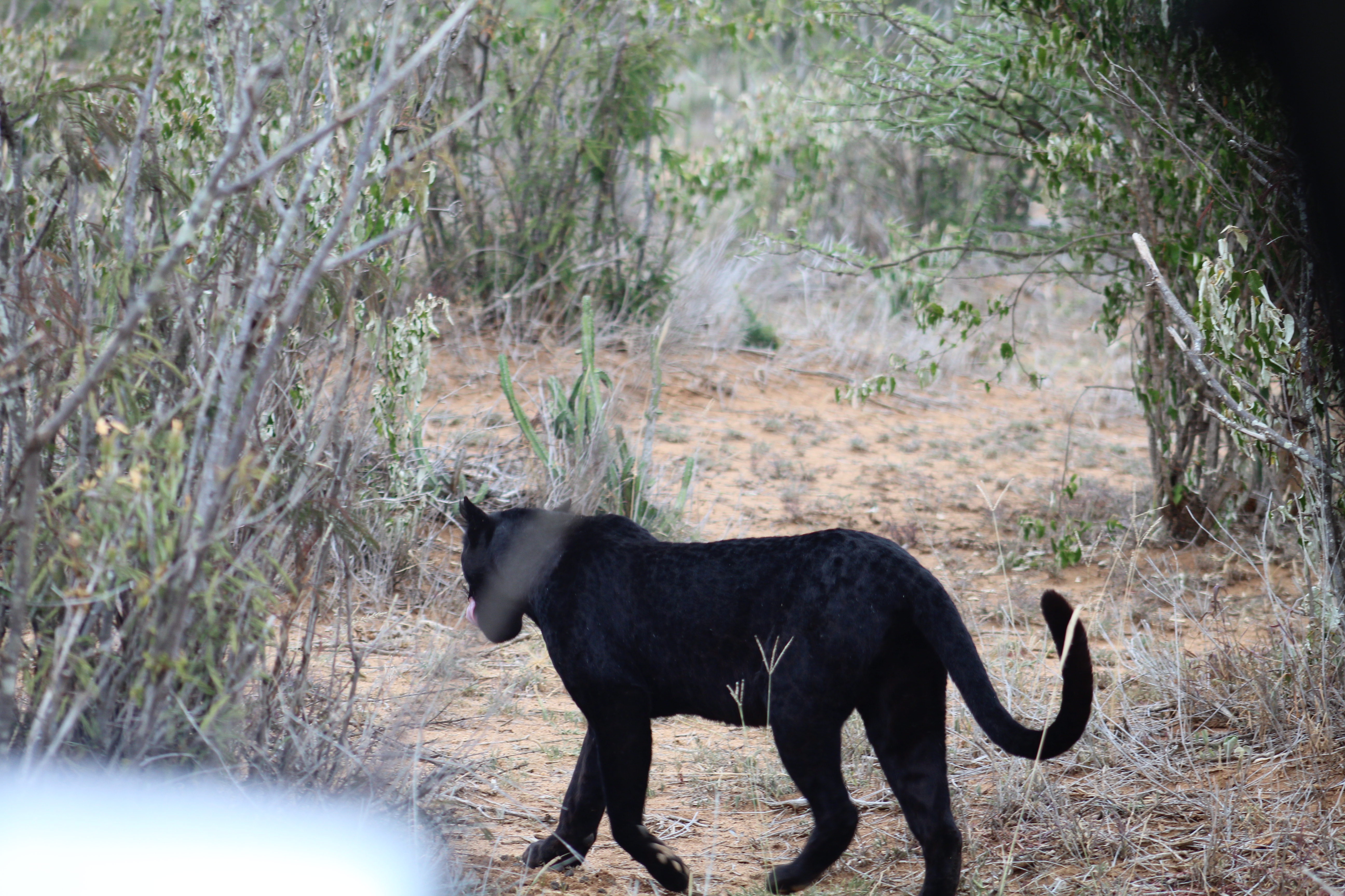 Wildlife Photography Image 9