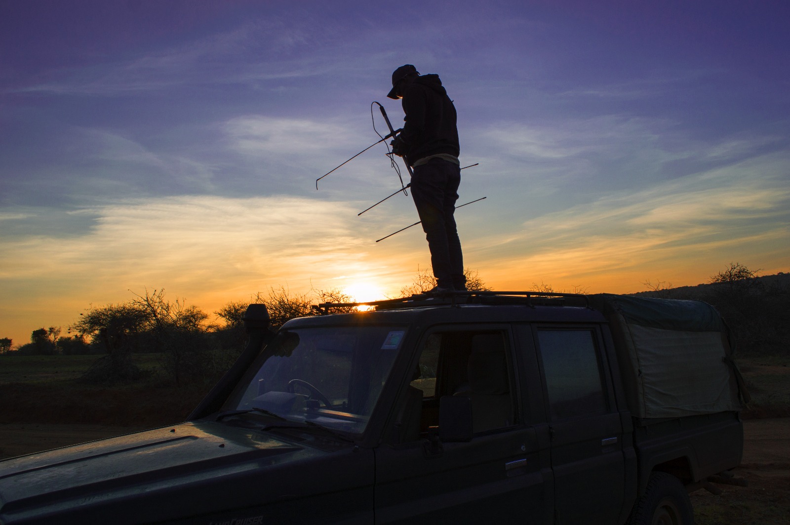 Tracking wild dogs