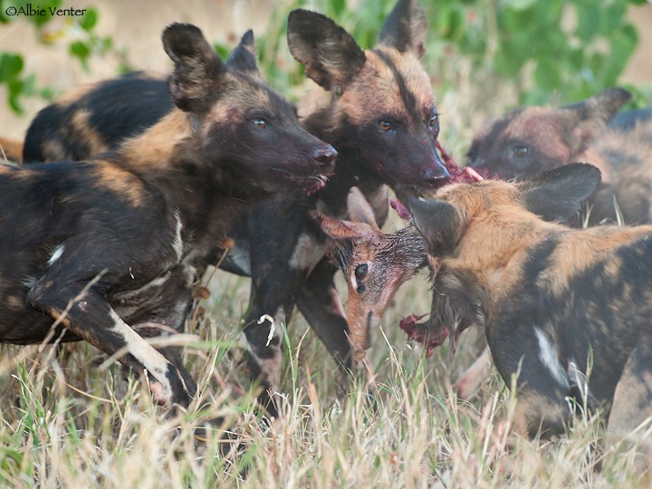 Samburu-Laikipia Wild Dog Project