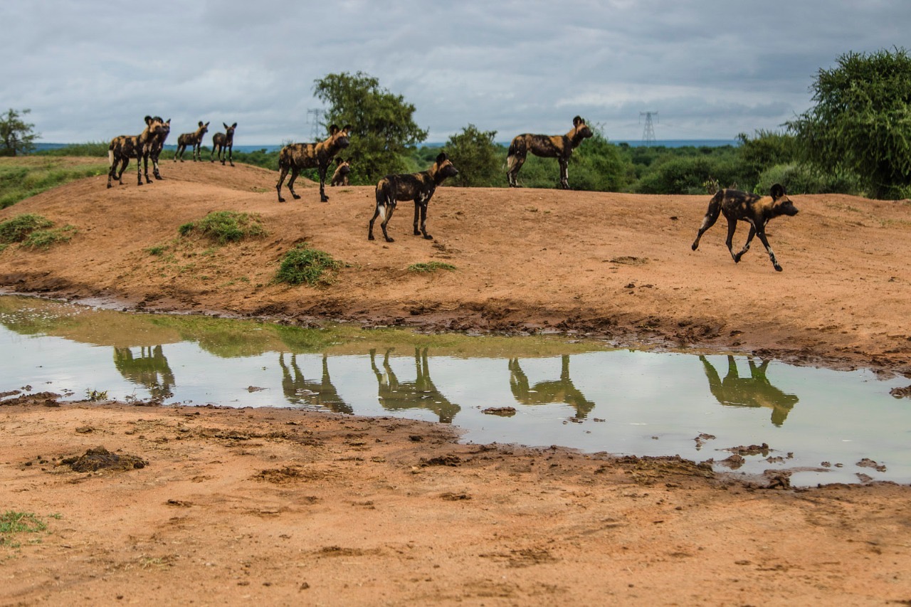 Climate Change Impact on Wild Dogs